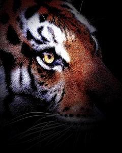 New Artwork Print For Sale . The Eye Of The Tiger . Animals Of The Wild